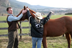 animal_bodytalk